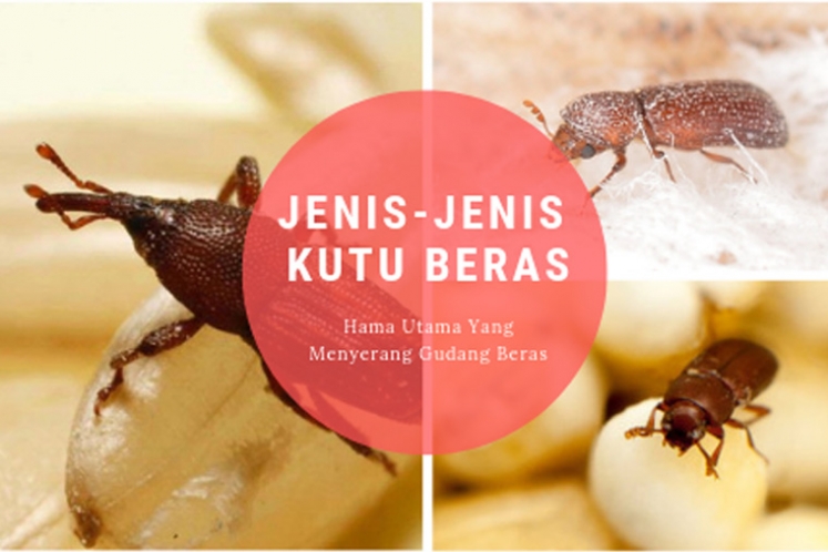 Jenis Kutu Gabah Beras