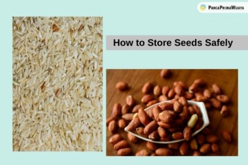 How to Store Seeds Safely