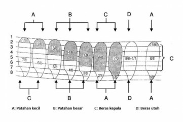 Degree of Head Rice and Broken Rice based on Indonesian National Standard